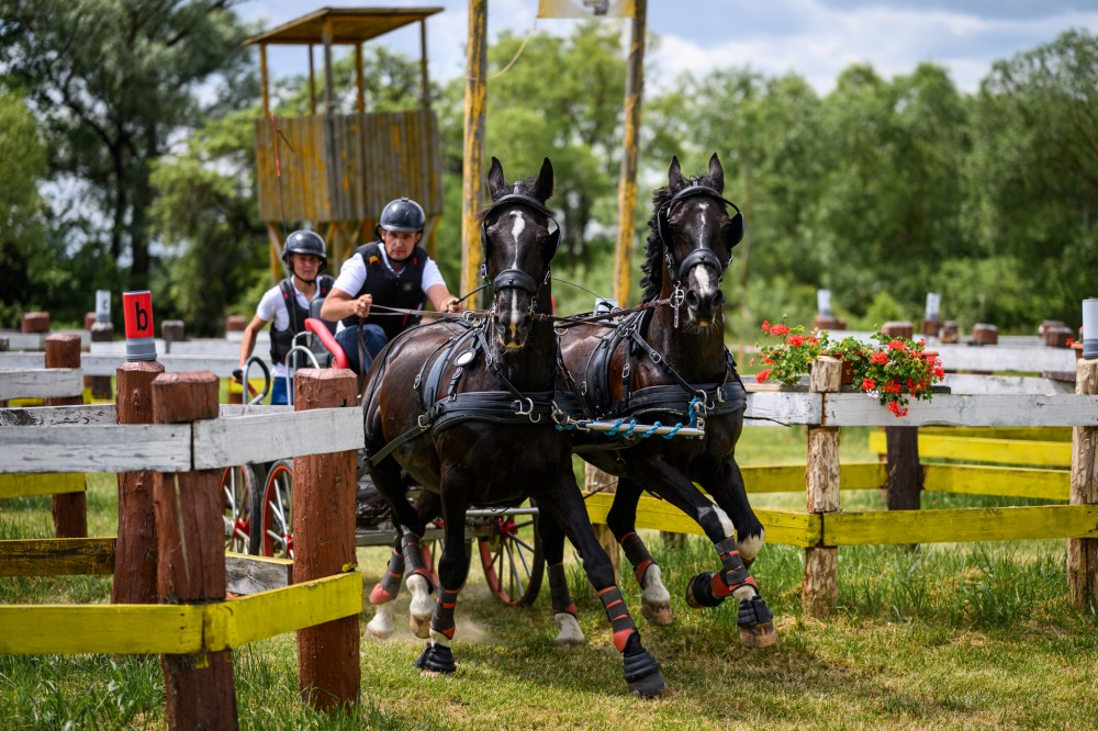 Bartha Eduárd végzett az élmezőnyben. Sikeresen lezajlott az oltszemi fogathajtó verseny